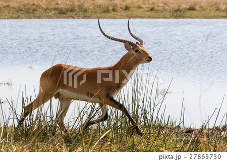 southern lechwe in Okavango, Botswana, Africa 27863730