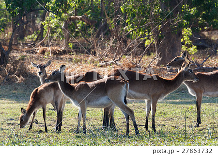 herd southern lechwe in Okavango, Botswana, Africa 27863732