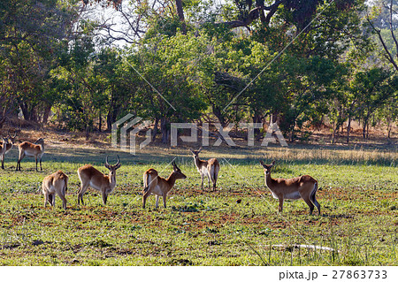 herd southern lechwe in Okavango, Botswana, Africa 27863733