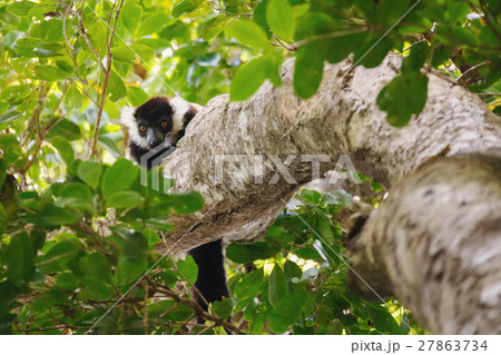 Black-and-white ruffed lemur (Varecia variegata) 27863734