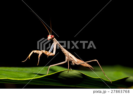 praying mantis on leaf, Madagascar 27863768