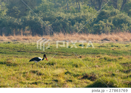 Saddle-billed stork, Okavango, Botswana Africa 27863769