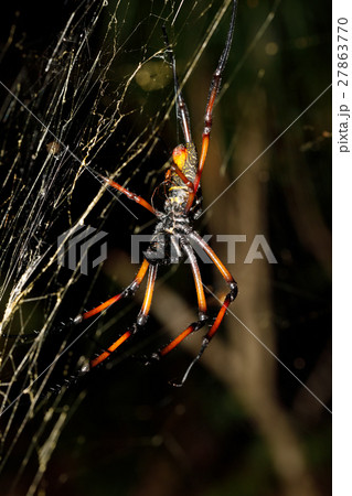 Golden silk orb-weaver, nephila on net Madagascar 27863770