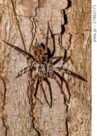 huntsman spider on tree trunk Madagascar 27863771