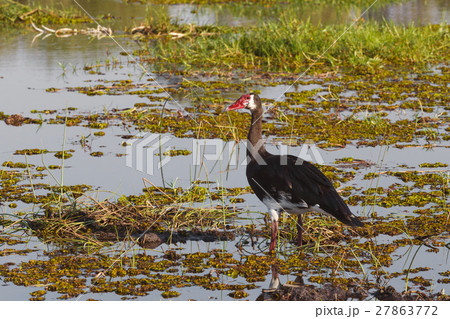bird Spur-winged Goose, Okavango, Botswana, Africa 27863772