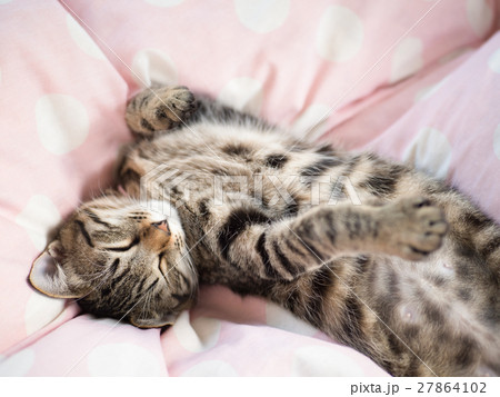 子猫の昼寝 27864102