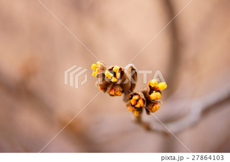 マンサクのつぼみ 27864103