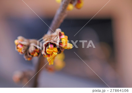 マンサクのつぼみ 27864106