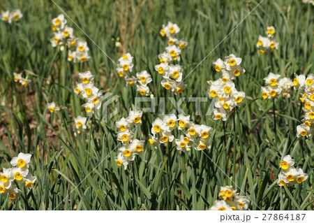 Narcissus スイセン 水仙 Narcissus スイセン 水仙 27864187