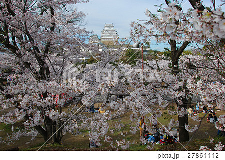 姫路城と桜 姫路城と桜 27864442