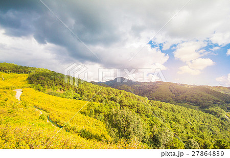 The BUA Tong Mae Hong Son on suntset light in Thai The BUA Tong Mae Hong Son on suntset light in Thai 27864839