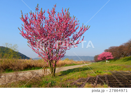 背割堤の桜 27864971
