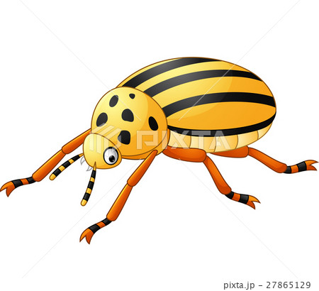 Cartoon Beetle Cartoon Beetle 27865129