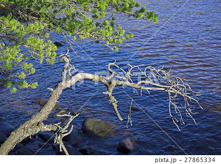 Branches Of Trees On A Background Of The Lake Ripples 27865334