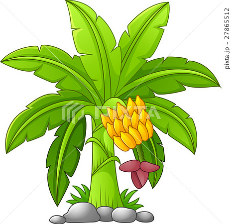 Banana tree on a white background 27865512
