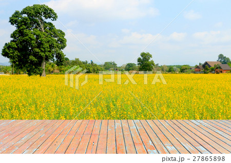 Balcony wood in front of the yellow flower field Balcony wood in front of the yellow flower field 27865898