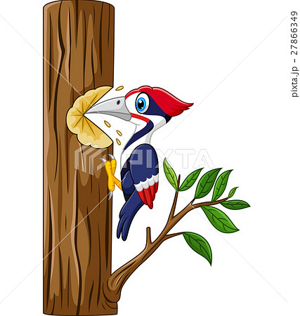 Woodpecker on the tree 27866349