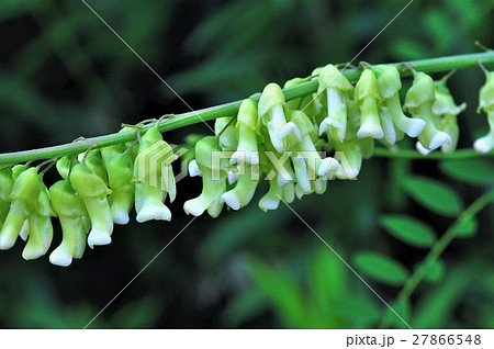 クララの花 27866548