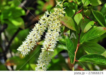 コバノズイナの花 コバノズイナの花 27866674