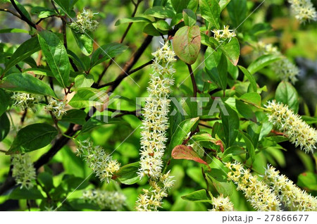 コバノズイナの花 コバノズイナの花 27866677