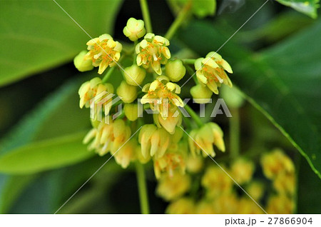 ボダイジュの花 27866904