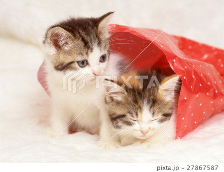 かわいい仔猫 かわいい仔猫 27867587