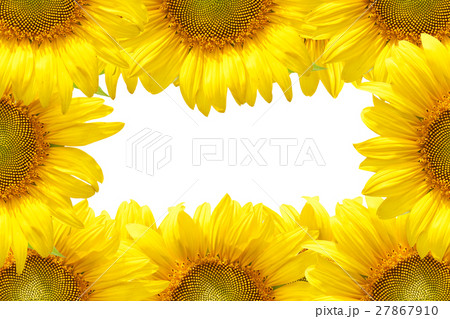 sunflower frame 27867910