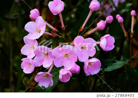 Luculia gratissima, RUBIACEAE Luculia gratissima, RUBIACEAE 27868405