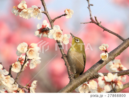 梅とメジロ 27868800