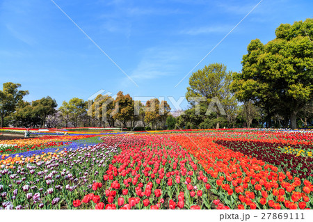 公園のチューリップ 公園のチューリップ 27869111