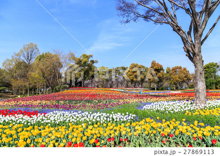 公園のチューリップ 27869113
