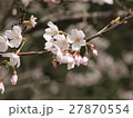 桜 27870554