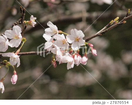 桜 27870554