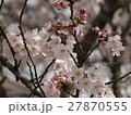 桜 27870555