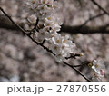 桜 27870556