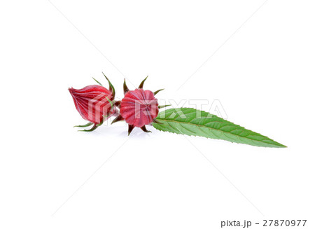 Hibiscus sabdariffa or roselle fruits  27870977