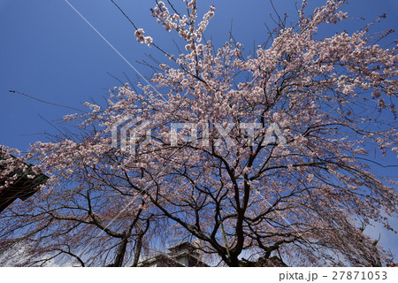 有栖川宮旧邸 枝垂れ桜 有栖川宮旧邸 枝垂れ桜 27871053