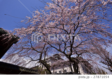 有栖川宮旧邸 枝垂れ桜 有栖川宮旧邸 枝垂れ桜 27871054
