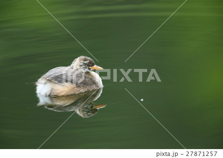 水面に浮くカイツブリの幼鳥 水面に浮くカイツブリの幼鳥 27871257