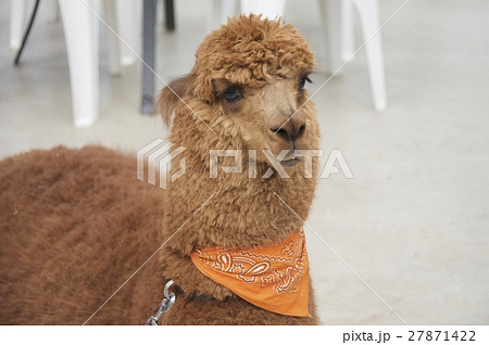 神戸どうぶつ王国〜アルパカ〜 27871422