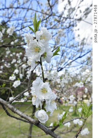 京都御苑 桃園(桃の花) 京都御苑 桃園(桃の花) 27871468