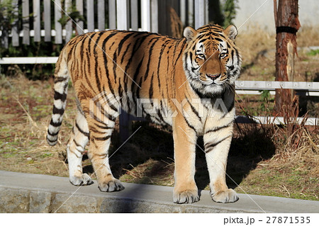 アムールトラ 27871535