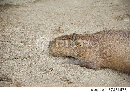 神戸どうぶつ王国〜カピバラ〜 神戸どうぶつ王国〜カピバラ〜 27871673