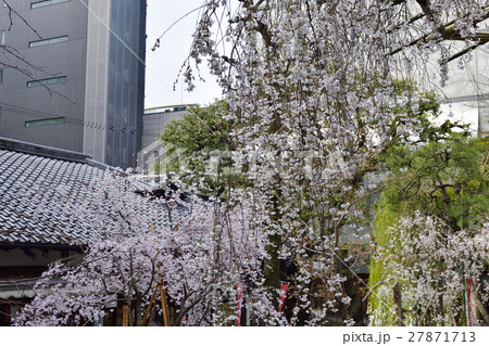 六角堂 御幸桜 六角堂 御幸桜 27871713