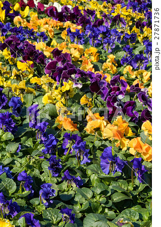 パンジーなどの寄せ植え 27871736