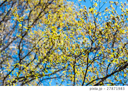 シラカバ花粉 27871983