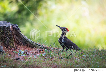 Young juvenile female Pileated woodpecker. Young juvenile female Pileated woodpecker. 27872065