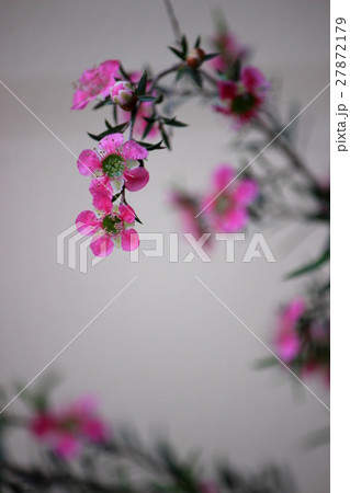 ギョリュウバイ 27872179