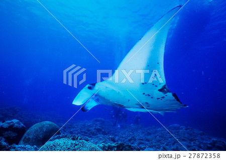 石垣島のマンタ 27872358