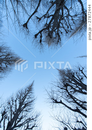 冬　神宮外苑　銀杏　並木　いちょう並木 27872444